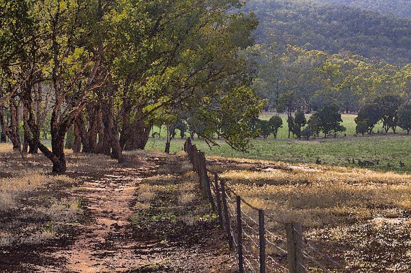 landscape with roos.jpg